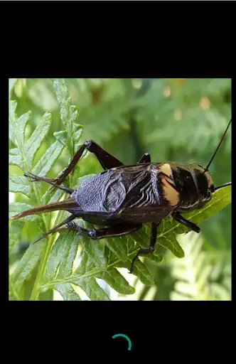 Play Suara Jangkrik Offline and enjoy Suara Jangkrik Offline with UptoPlay Play Suara Jangkrik Offline and enjoy Suara Jangkrik Offline with UptoPlay