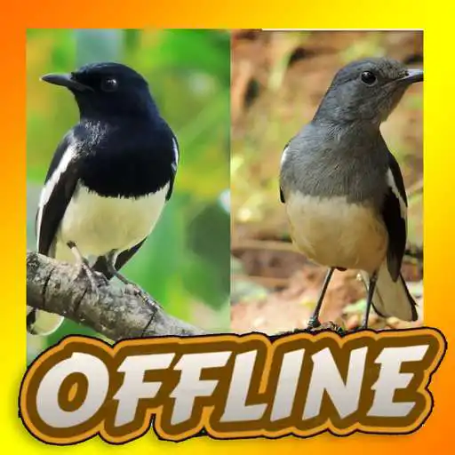 Play Suara Kacer Jernih Gacor APK