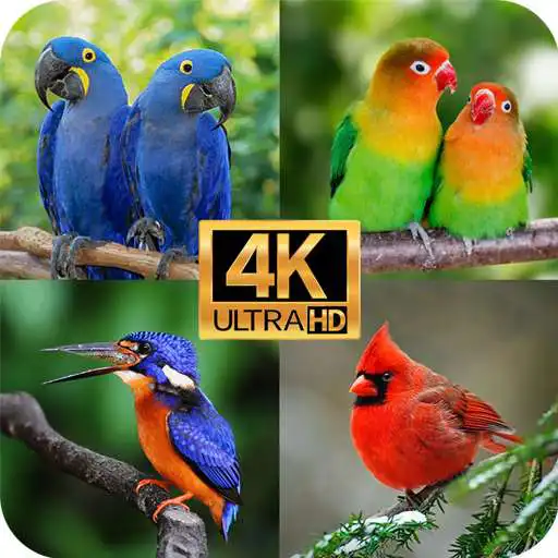 Play Suara Kicauan Burung APK Play Suara Kicauan Burung APK
