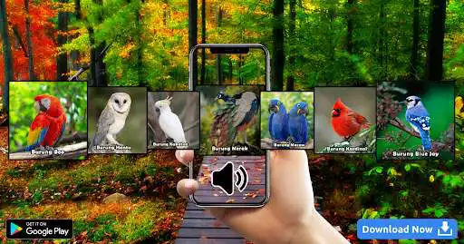 Play Suara Kicauan Burung  and enjoy Suara Kicauan Burung with UptoPlay