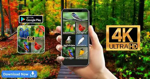 Play Suara Kicauan Burung as an online game Suara Kicauan Burung with UptoPlay