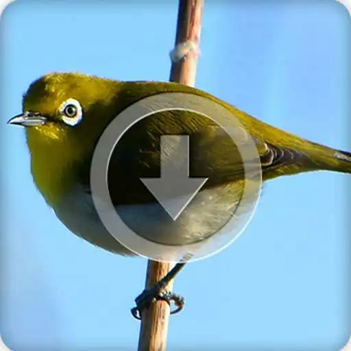 Play Suara Kicau Masteran Burung Pleci Juara APK Play Suara Kicau Masteran Burung Pleci Juara APK