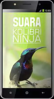 Play Suara Kolibri Ninja