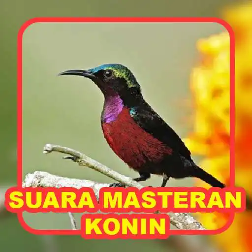 Play Suara Konin Cucak Jenggot APK Play Suara Konin Cucak Jenggot APK