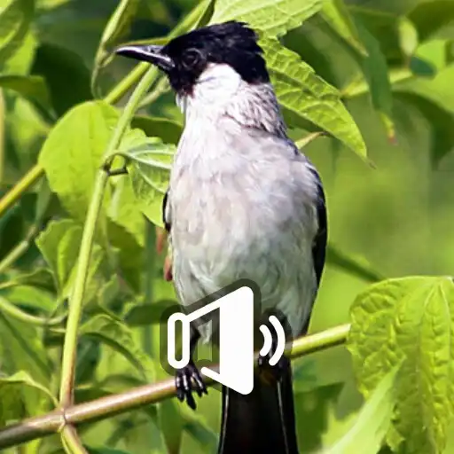 Play Suara Kutilang APK