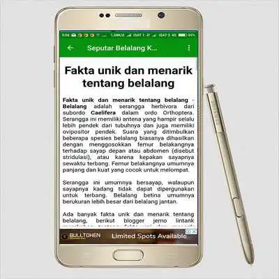 Play Suara Masteran Belalang Kecek Play Suara Masteran Belalang Kecek
