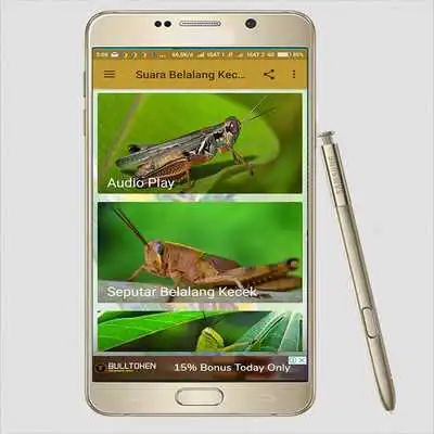 Play Suara Masteran Belalang Kecek Play Suara Masteran Belalang Kecek