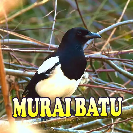 Play Suara Murai Batu Gacor APK Play Suara Murai Batu Gacor APK
