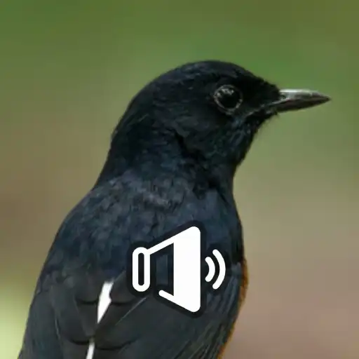 Play Suara Murai Batu APK