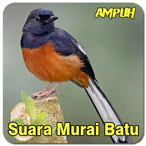 Play Suara Murai Batu Medan Pikat APK Play Suara Murai Batu Medan Pikat APK