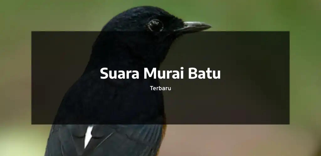 Play Suara Murai Batu and enjoy Suara Murai Batu with UptoPlay Play Suara Murai Batu and enjoy Suara Murai Batu with UptoPlay