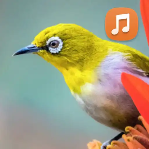 Play Suara Pancingan Pleci Gacor APK Play Suara Pancingan Pleci Gacor APK