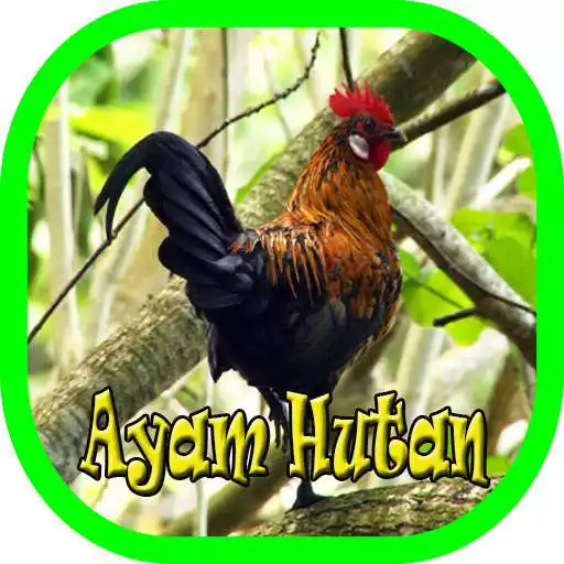 Play Suara Panggil Ayam Hutan Terbaru APK Play Suara Panggil Ayam Hutan Terbaru APK