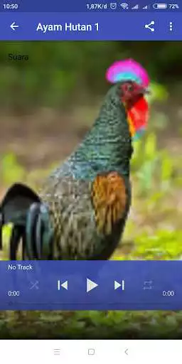 Play Suara Panggil Ayam Hutan Terbaru  and enjoy Suara Panggil Ayam Hutan Terbaru with UptoPlay