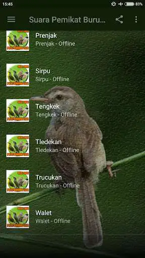 Play Suara Pemikat Burung Liar Ampuh as an online game Suara Pemikat Burung Liar Ampuh with UptoPlay