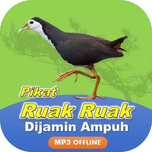 Play Suara Pemikat Ruak Ruak Ampuh APK Play Suara Pemikat Ruak Ruak Ampuh APK