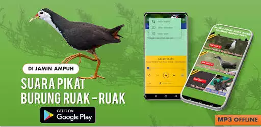 Play Suara Pemikat Ruak Ruak Ampuh  and enjoy Suara Pemikat Ruak Ruak Ampuh with UptoPlay