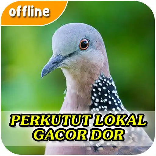 Play Suara Perkutut Lokal Gacor Dor APK Play Suara Perkutut Lokal Gacor Dor APK
