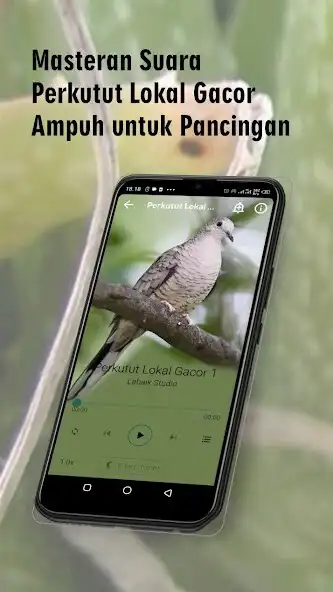 Play Suara Perkutut Lokal Gacor Dor  and enjoy Suara Perkutut Lokal Gacor Dor with UptoPlay