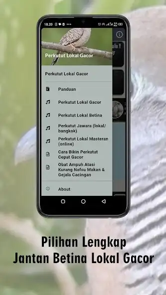Play Suara Perkutut Lokal Gacor Dor as an online game Suara Perkutut Lokal Gacor Dor with UptoPlay