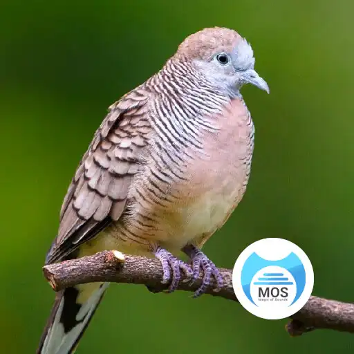 Play Suara Perkutut - Pikat Burung APK Play Suara Perkutut - Pikat Burung APK
