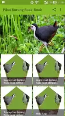 Play Suara Pikatan Burung Ruak-Ruak