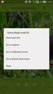 Play Suara Pikatan Burung Ruak-Ruak