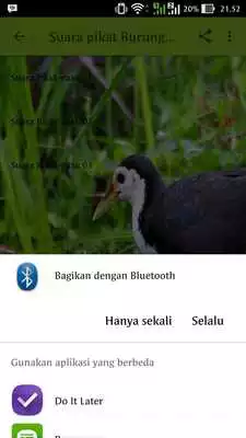 Play Suara Pikatan Burung Ruak-Ruak