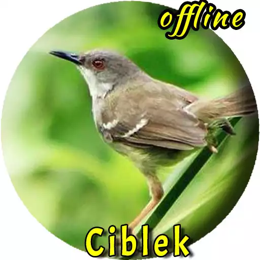 Free play online Suara Pikat Burung Ciblek Betina APK Free play online Suara Pikat Burung Ciblek Betina APK