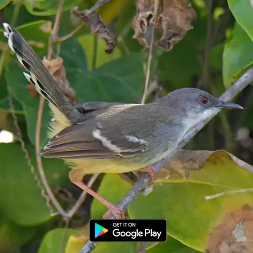 Play suara pikat burung ciblek APK