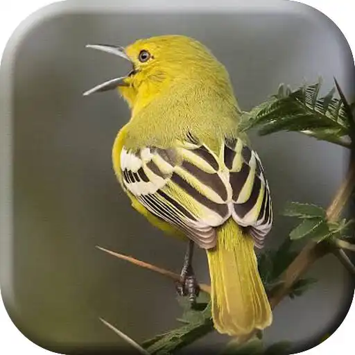 Play Suara Pikat Burung Cipoh Ampuh APK Play Suara Pikat Burung Cipoh Ampuh APK