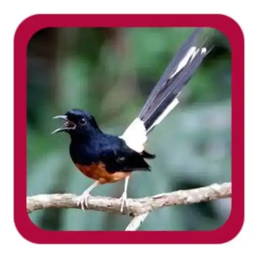 Play SUARA PIKAT BURUNG APK Play SUARA PIKAT BURUNG APK