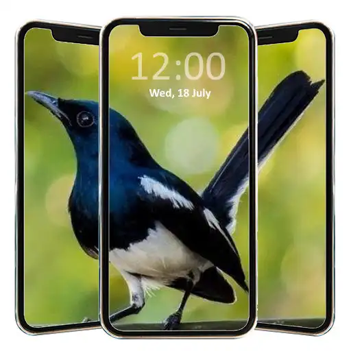 Play Suara Pikat Burung Kacer liar APK