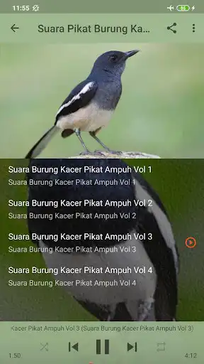 Play Suara Pikat Burung Kacer liar as an online game Suara Pikat Burung Kacer liar with UptoPlay