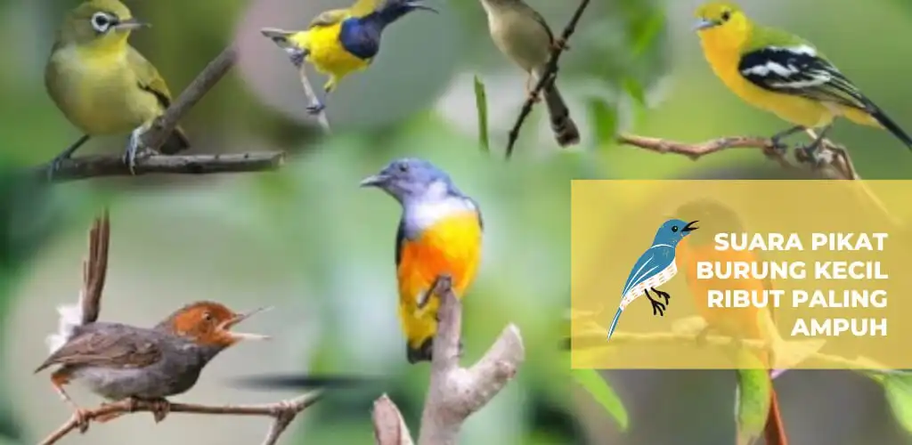 Play Suara Pikat Burung Liar Mp3  and enjoy Suara Pikat Burung Liar Mp3 with UptoPlay