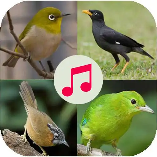 Play Suara Pikat Burung Offline APK Play Suara Pikat Burung Offline APK