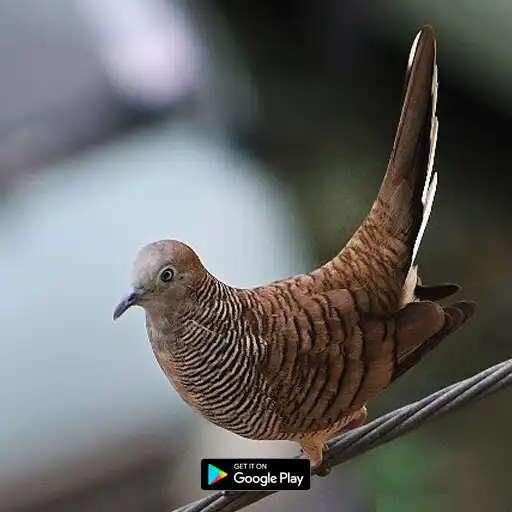 Play Suara pikat burung perkutut APK