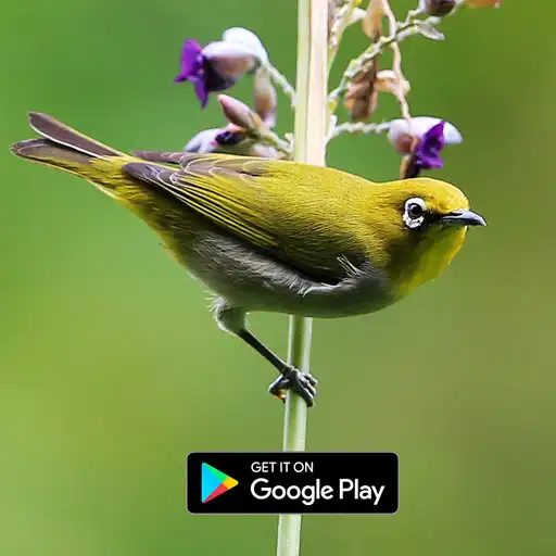 Play Suara Pikat Burung Pleci APK Play Suara Pikat Burung Pleci APK