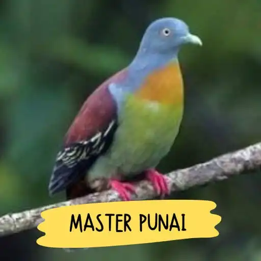 Play Suara Pikat Burung Punai Mp3 APK