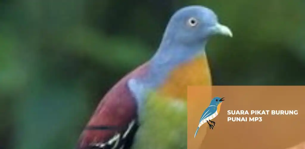 Play Suara Pikat Burung Punai Mp3  and enjoy Suara Pikat Burung Punai Mp3 with UptoPlay