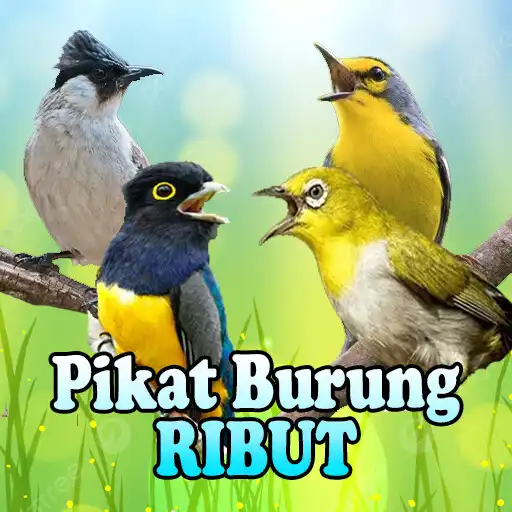 Play Suara Pikat Burung Ribut APK Play Suara Pikat Burung Ribut APK