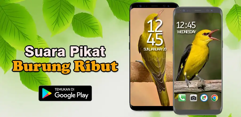 Play Suara Pikat Burung Ribut  and enjoy Suara Pikat Burung Ribut with UptoPlay