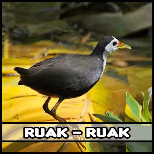 Free play online Suara Pikat Burung Ruak Ruak APK