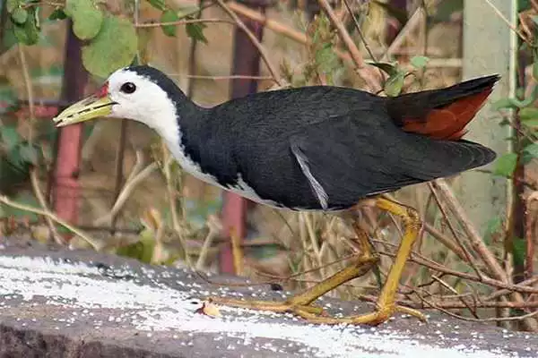 Play Suara Pikat Burung Ruak Ruak Play Suara Pikat Burung Ruak Ruak