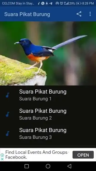 Play SUARA PIKAT BURUNG  and enjoy SUARA PIKAT BURUNG with UptoPlay