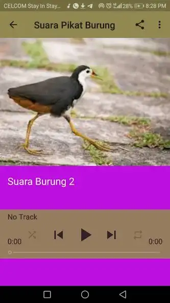 Play SUARA PIKAT BURUNG as an online game SUARA PIKAT BURUNG with UptoPlay