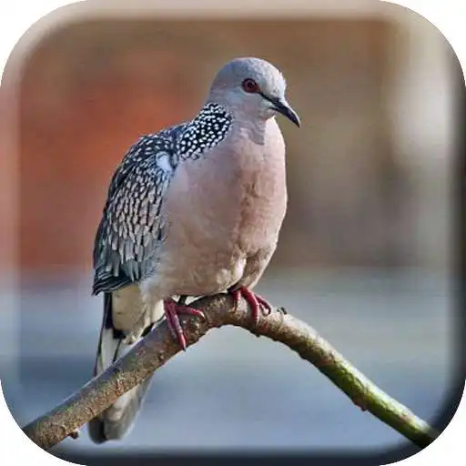 Play Suara Pikat Burung Tekukur Mp3 APK