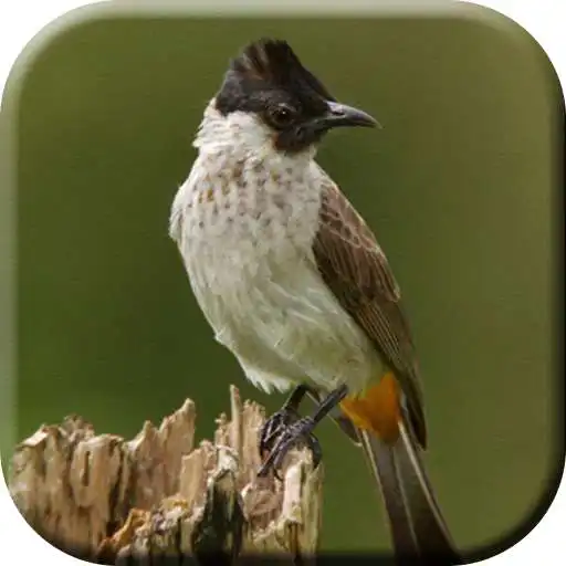 Play Suara Pikat Kutilang Ampuh APK