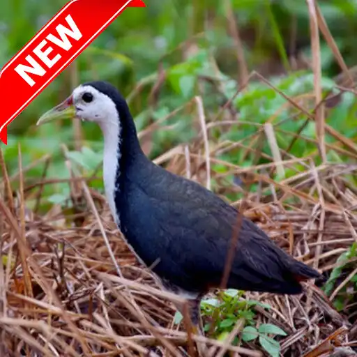 Play Suara Pikat Ruak Ruak  and enjoy Suara Pikat Ruak Ruak with UptoPlay