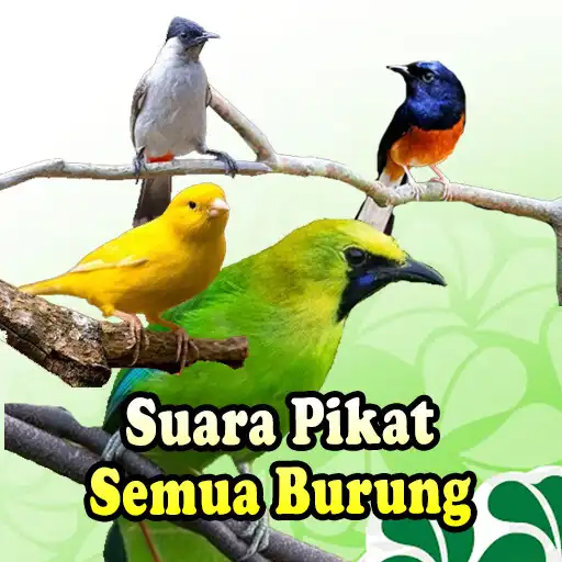 Play Suara Pikat Semua Burung APK Play Suara Pikat Semua Burung APK